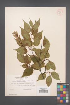 Carpinus laxiflora [KOR 54452]
