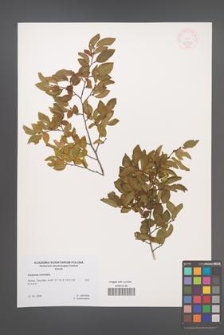 Carpinus orientalis [KOR 47599]
