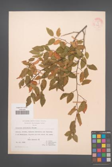 Carpinus orientalis [KOR 22080]