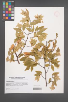 Carpinus orientalis [KOR 48757]