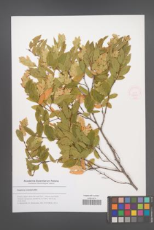 Carpinus orientalis [KOR 53060]