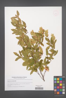 Carpinus orientalis [KOR 53059]