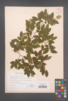 Carpinus orientalis [KOR 21274]