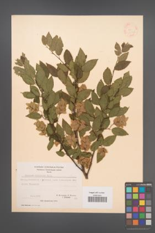 Carpinus orientalis [KOR 21262]