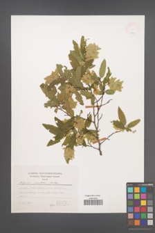 Carpinus orientalis [KOR 25091]