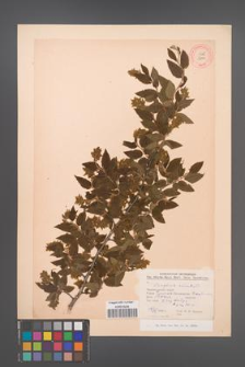 Carpinus orientalis [KOR 12442]