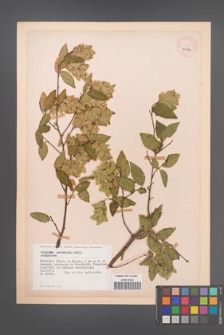 Carpinus orientalis [KOR 12280]