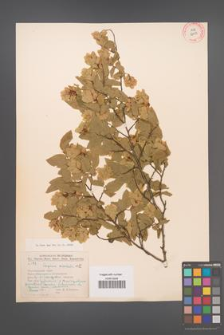 Carpinus orientalis [KOR 12473]