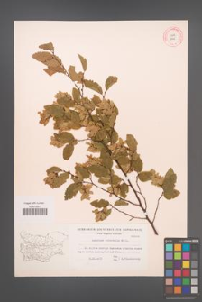 Carpinus orientalis [KOR 12449]