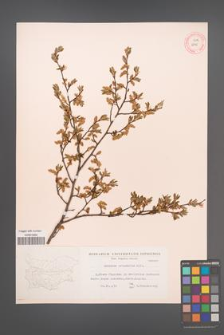 Carpinus orientalis [KOR 12447]