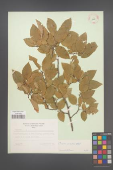 Carpinus orientalis [KOR 12489]