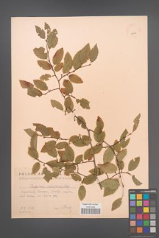 Carpinus orientalis [KOR 12476]