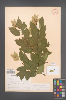 Carpinus orientalis [KOR 12492]