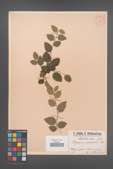 Carpinus orientalis [KOR 757]