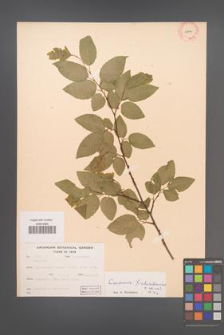 Carpinus ×schuschaensis [KOR 12494]