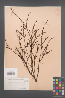 Carpinus turczaninowii [KOR 752]