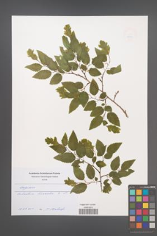 Carpinus [KOR 49183]