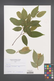 Carpinus [KOR 49324]