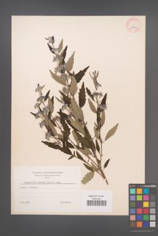 Caryopteris incana [KOR 33946]