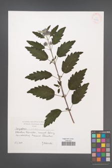 Caryopteris incana [KOR 54479]