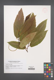 Castanea sativa [KOR 47220]