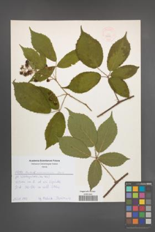 Rubus siemianicensis [KOR 52577]