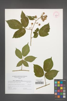 Rubus siemianicensis [KOR 44701]