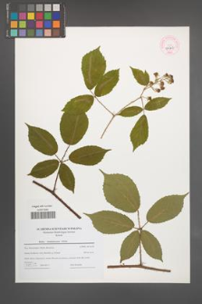 Rubus siemianicensis [KOR 44707]