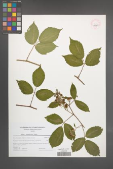 Rubus siemianicensis [KOR 44684]