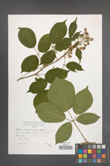 Rubus siemianicensis [KOR 38277]