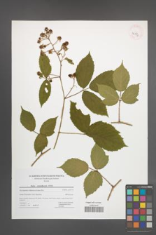 Rubus siemianicensis [KOR 42776]