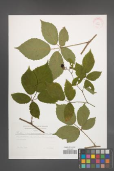 Rubus siemianicensis [KOR 29628]