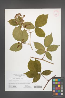 Rubus siemianicensis [KOR 41721]