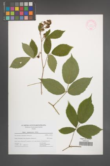 Rubus siemianicensis [KOR 44467]