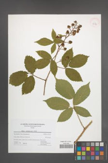Rubus siemianicensis [KOR 42730]