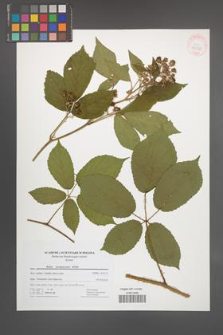 Rubus siemianicensis [KOR 41730]