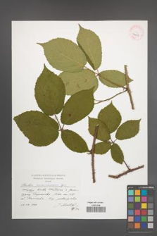 Rubus siemianicensis [KOR 41315]