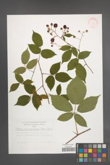 Rubus siemianicensis [KOR 29627]