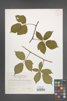 Rubus siemianicensis [KOR 29620]