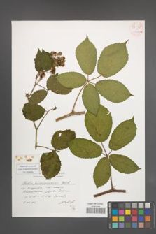 Rubus siemianicensis [KOR 54448]