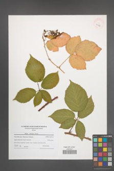 Rubus silesiacus [KOR 40993]