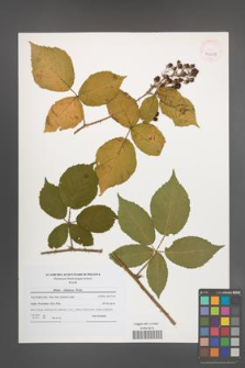 Rubus silesiacus [KOR 41059]
