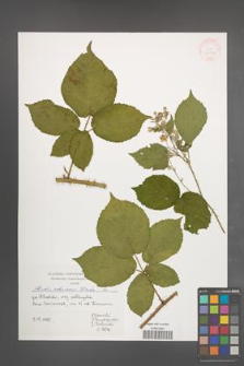 Rubus silesiacus [KOR 39986]