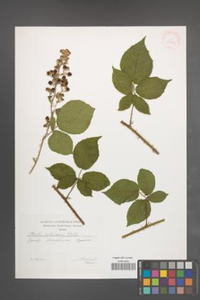 Rubus silesiacus [KOR 29602]