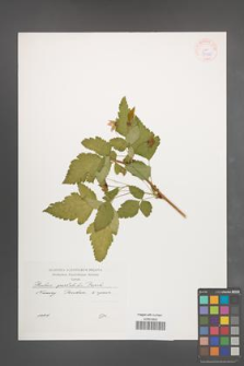 Rubus spectabilis [KOR 37980]