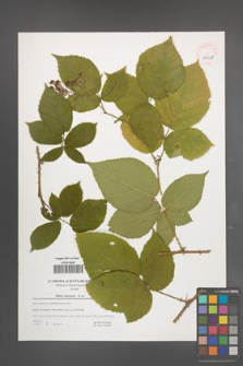 Rubus silesiacus [KOR 39648]