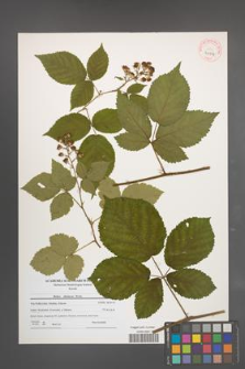 Rubus silesiacus [KOR 40554]