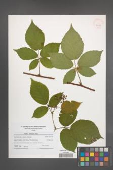 Rubus silesiacus [KOR 41179]