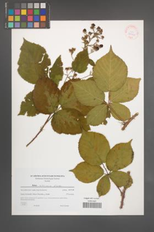 Rubus silesiacus [KOR 38960]