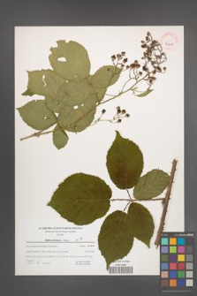 Rubus silesiacus [KOR 39661]